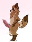  2016 anthro balls belly big_balls big_butt big_penis butt chest_tufts cute digital_media_(artwork) fluffy girly hand_on_hip huge_balls hyper hyper_balls hyper_penis kazukio looking_at_viewer male mammal penis presenting rokuro_(character) shiny slightly_chubby solo standing tanuki thick_thighs voluminous voluptuous 