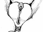  2019 animated anthro anus archeryves boss_monster bovid caprine cervix clitoris cum cum_drip cum_in_pussy cum_inside dripping female goat mammal monochrome pussy spread_legs spread_pussy spreading tape toriel undertale urethra video_games 