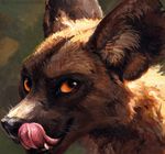  2016 african_wild_dog ambiguous_gender black_eyes black_fur brown_body brown_fur brown_sclera canine feral fur green_background headshot_portrait kenket licking licking_lips looking_at_viewer mammal open_mouth painting_(artwork) portrait shaded simple_background solo tongue tongue_out traditional_media_(artwork) 
