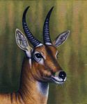  2018 acrylic_painting_(artwork) ambiguous_gender antelope beady_eyes black_eyes black_horn black_nose bovid brown_fur detailed detailed_fur eye_markings eyelashes facial_markings feral frown fur green_background headshot_portrait horn inner_ear_fluff lighting mammal markings multicolored_fur muzzle_(marking) neck_markings painting_(artwork) photorealism portrait reduncine reedbuck ridged_horn shadow simple_background snout solo southern_reedbuck traditional_media_(artwork) two_tone_fur whiskers white_fur white_markings willemsvdmerwe 