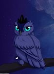  2016 alasou ambiguous_gender avian bird black_eyes blue_sclera eyelashes friendship_is_magic hi_res looking_at_viewer my_little_pony night owl princess_luna_(mlp) solo star tree tree_branch 