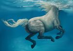  2014 equine feral hooves horse mammal solo stripetease swimming water 