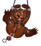  anal anal_beads bdsm bondage bound brother_bear compfive cub cum cum_in_mouth cum_inside cum_on_body cum_on_face disney gag koda magzol male male/male mammal paws restrained ring_gag sex_toy ursid ursine young 
