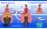  2016 anthro anthrofied areola big_areola big_breasts black_hair blue_background breasts butt english_text fan_character fangs gourgeist hair hat hi_res huge_breasts latiar looking_at_viewer lotad m&eacute;lanie_mortros&eacute; model_sheet nintendo nipples nude pink_hair pink_nipples plant pok&eacute;mon pok&eacute;morph pussy rear_view red_hair simple_background solo text video_games watermark yellow_eyes 