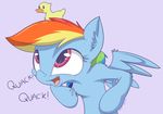  cub cute english_text equine female friendship_is_magic hair mammal mistydash multicolored_hair my_little_pony open_mouth pegasus rainbow_dash_(mlp) rubber_duck solo teeth text tongue wings young 