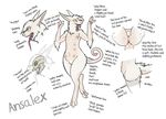  ambiguous_gender anatomy ansalex anus maim model_sheet nipples unknown_species 