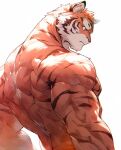 1boy animal_ears back bara blue_fur furry furry_male highres looking_to_the_side male_focus multicolored_fur muscular muscular_male nude orange_fur original profile simple_background solo takoyaki_zoo tiger_boy tiger_ears tiger_stripes upper_body white_background 