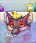  anthro bathroom bathtub blackmustang13 brown_nose bubble bust_portrait canine cheek_tuft eyebrows fur fuzz-wolf grey_fur half-closed_eyes inner_ear_fluff looking_up male mammal multicolored_fur nude portrait red_fur rubber_duck smile solo tuft water white_fur wolf yellow_eyes 