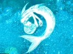  1boy artist_request gills husky_(+anima) male_focus merman monster_boy solo wallpaper 