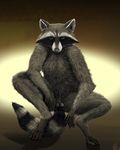  2016 animal_genitalia balls crouching emptyset fluffy looking_at_viewer male mammal nude raccoon realistic reven_(character) sheath solo spread_legs spreading 