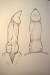  animal_genitalia barbed_penis cloaca genital knot male pencil_(disambiguation) penis sketch slit unusual_penis 