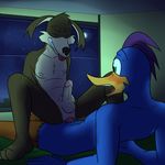  2016 anal anal_penetration anthro avian balls beak bed bird blue_fur blush brown_fur canine cowgirl_position coyote digital_media_(artwork) duo erection eyes_closed feathers fur fuze green_eyes hi_res loonatics_unleashed looney_tunes male male/male mammal night nipples nude on_top open_mouth penetration penis rev_runner roadrunner sex smile smirk star tech_e_coyote tongue warner_brothers 