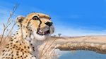  africa antelope black_nose cheetah detailed_background feline female feral fur gazelle hi_res mammal photorealism savannah sky solo_focus spots spotted_fur swish teeth water whiskers winter 