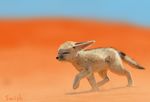 canine desert fennec feral fox mammal sand swish wind 