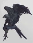  avian beak bird corvid crow feathers loiosh male oouna talons wings 