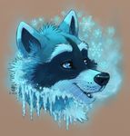  2016 amara_telgemeier ambiguous_gender blue_eyes ice iceraccoon mammal raccoon snowflake solo 