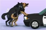  ambiguous_penetration balls canine clothing cum cum_drip cum_on_ground dog dripping english_text eyes_closed female feral german_shepherd male male/female mammal penetration police police_car santanni simple_background text tongue tongue_out vest wolf 