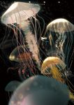  blurry bubble depth_of_field glowing jellyfish long_hair md5_mismatch mermaid monster_girl sarnath solo underwater 