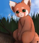  caught feral male mammal penis precum red_panda surprise tapering_penis tiuhu 