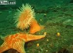  animated fish marine real sea_anemone sea_urchin starfish swimming tentacles unknown_artist water what 