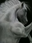  2012 ambiguous_gender black_background equine fatigueddreams feral horse mammal mane monochrome pencil_(artwork) photorealism simple_background solo traditional_media_(artwork) 
