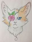  artistic brightheart_(warriors) creative eye_patch eyewear feral fluffy headshot traditional_media_(artwork) warriors_(cats) whoever_this_guy_is_it_aint_me 