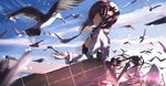  bird brown_hair flight_deck kantai_collection long_hair multiple_girls seagull short_hair shoukaku_(kantai_collection) taihou_(kantai_collection) tsuuhan twintails white_hair zuikaku_(kantai_collection) 