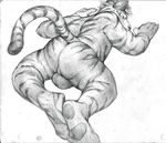  balls butt feline hi_res male mammal pawpads paws pencil_(artwork) raised_tail solo tacklebox tiger traditional_media_(artwork) 