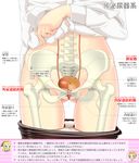  anatomy arm_at_side ass_visible_through_thighs assam black_legwear bone close-up girls_und_panzer groin highres hip_bones long_sleeves lower_body orange_pekoe panties panty_pull pantyhose pantyhose_pull partially_translated sekai_saisoku_no_panda shirt shirt_lift solo spine translation_request underwear urethra white_background white_panties white_shirt x-ray 