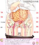  anatomy arm_at_side ass_visible_through_thighs assam black_legwear bone close-up girls_und_panzer groin highres hip_bones intestines long_sleeves lower_body orange_pekoe panties panty_pull pantyhose pantyhose_pull partially_translated rosehip sekai_saisoku_no_panda shirt shirt_lift solo spine translation_request underwear uterus white_background white_panties white_shirt x-ray 