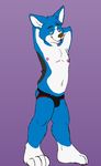  anthro armpits arms_above_head blue_eyes blue_fur brown_nose canine chest_tuft clothing corgi dog ethan_bailey_(artist) ethan_bailey_(character) flat_(disambiguation) fur hands_behind_head jockstrap looking_at_viewer male mammal multicolored_fur navel nipples pose sketch slightly_chubby tuft two_tone_fur underwear white_fur 