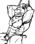  abs anthro armpit_hair armpits ball_gag bdsm bear bondage bound fur gag gagged looking_at_viewer male mammal muscular muscular_male ninjatertel nipples nude open_mouth pecs solo teeth 