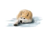  black_eyes canine feral fur hitmore lying male mammal on_front simple_background snow solo 