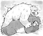  2016 all_fours anal anal_penetration bear beard bed blush brown_bear cushion doggystyle duo facial_hair from_behind_position garousuki male male/male mammal monochrome motion_blur overweight penetration polar_bear sex sweat tears 