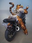  2016 absurd_res anthro butt clothed clothing digital_media_(artwork) feline fur hi_res looking_at_viewer looking_back male mammal motorcycle orange_fur simple_background solo stripes tacklebox tiger underwear vehicle white_fur 
