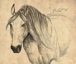  2016 ambiguous_gender equine feral front_view horse looking_at_viewer mammal mane monochrome pencil_(artwork) rufciu signature simple_background sketch solo traditional_media_(artwork) 