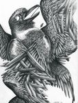  2016 ambiguous_gender avian beak bird black_feathers corvid crow feathers feral mabyn sketch solo wings 