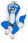  4_fingers anthro blue_eyes blue_fur blue_hair bound briefs bulge canine clothing dog fur gaokun hair lying male mammal multicolored_hair muzzle_(object) muzzled on_back piercing solo tongue tongue_out underwear white_fur white_hair 