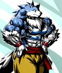  abs belt biceps blue_fur bracelet canine clothed clothing collar fur furry_tail huge_muscles jewelry kuroma male mammal muscular pants pecs sixpack smile solo triceps white_fur wide_hips 