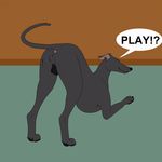  balls canine dog greyhound male mammal mearcu presenting solo 
