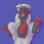  2016 animal_genitalia animal_penis balls blue_background blue_eyes canine canine_penis erection feral front_view fur grey_fur hindpaw kairyu211 knot looking_at_viewer lying male mammal multicolored_fur nintendo on_back pawpads paws penis pok&eacute;mon poochyena simple_background solo tongue tongue_out two_tone_fur video_games 