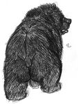  bear big_butt butt dakota-bear feral male mammal nude overweight solo 