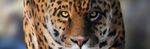  2014 ambiguous_gender black_fur black_spots chistokrovka digital_media_(artwork) digital_painting_(artwork) feline feral front_view fur jaguar looking_at_viewer mammal multicolored_fur photorealism pink_nose solo spots whiskers white_fur yellow_eyes yellow_fur 