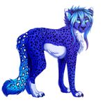  alpha_channel blue_eyes blue_fur blue_hair blue_nose claws eyelashes feline female feral fluffy fur hair looking_at_viewer mammal purple_fur purple_hair simple_background solo spots spotted_fur standing transparent_background tril-mizzrim whiskers white_belly white_fur 