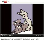 animated anthro bear butt female fur male mammal oriole_(artist) 