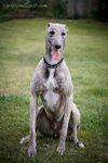  canine collar dog greyhound male mammal outside photography real sitting solo tongue tongue_out 