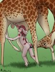  anthro anthro_on_feral balls bestiality blush butt cunnilingus erection female female_on_feral feral giraffe hair handjob looking_back male male/female mammal mushbun mushbun_(character) oral penis precum red_hair sex size_difference tongue tongue_out vaginal 