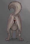  2016 anatomically_correct anchee animal_genitalia animal_pussy anus canine canine_pussy female feral fur grey_fur mammal presenting pussy raised_tail rear_view simple_background wolf 