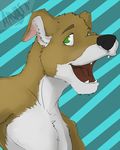  amwulf anthro canine dog green_eyes greyhound kwikdog male mammal open_mouth solo 