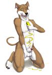  anthro balls canine dog green_eyes greyhound kwikdog male mammal nude open_mouth penis solo tongue tongue_out truegrave9 
